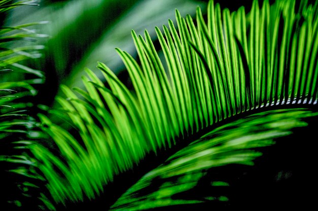 Foto primer plano de las hojas de la palmera