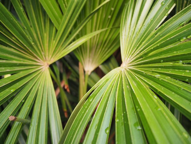 Foto primer plano de las hojas de la palmera