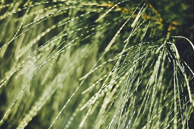 Primer plano de las hojas de pino australiano, madera de vacuno, madera de hierro común, madera de hierro falso, pino falso, roble de pantano de Queensland, roble marino, roble de ella, madera de árbol. (Casuarina equisetifolia).