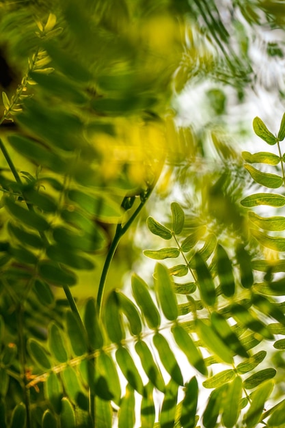 Foto primer plano de las hojas de la planta