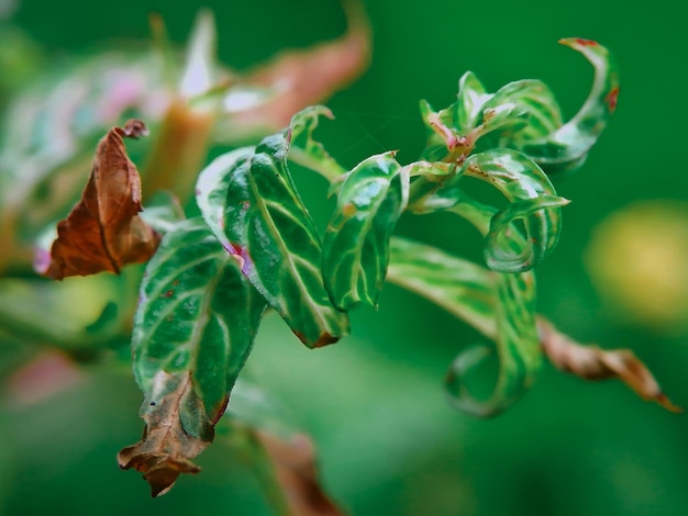 Foto primer plano de las hojas de la planta