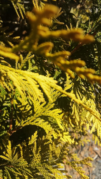 Foto primer plano de las hojas de las plantas de agujas