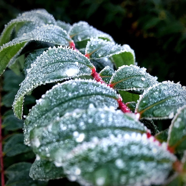 Foto primer plano de hojas de plantas congeladas durante el invierno