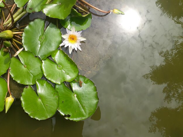 Foto primer plano de hojas de plantas con flores en el agua