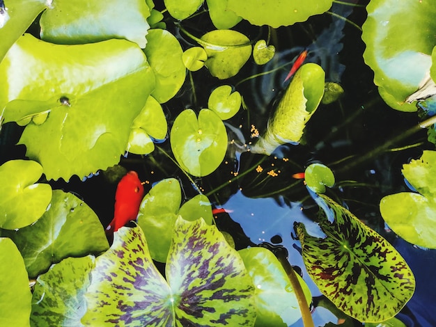 Foto primer plano de las hojas de las plantas con flores amarillas