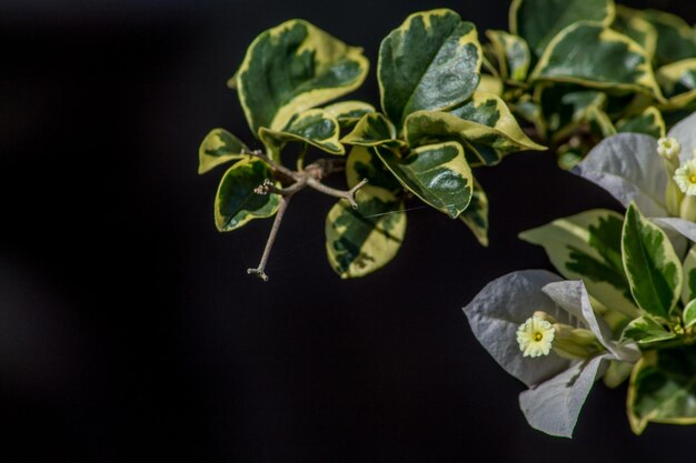 Foto primer plano de las hojas de plantas con flores blancas