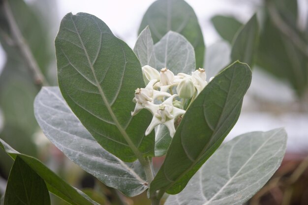 Primer plano de las hojas de plantas con flores blancas