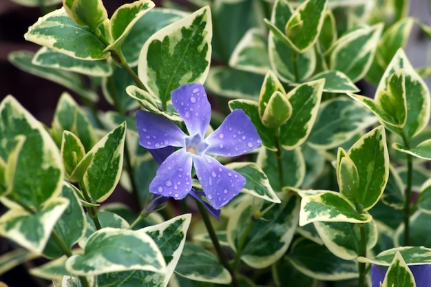 Primer plano de las hojas de las plantas con flores púrpuras