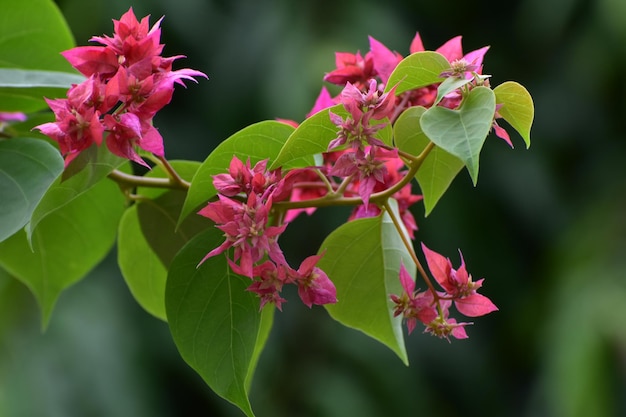 Primer plano de las hojas de las plantas con flores rosas