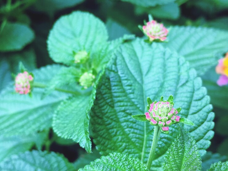 Foto primer plano de las hojas de las plantas con flores rosas