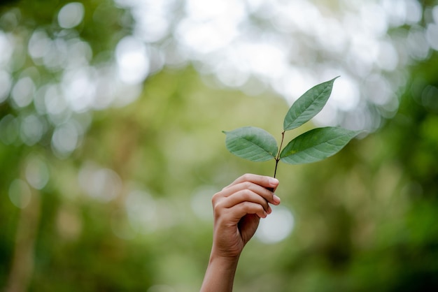 Foto primer plano de las hojas de las plantas en la mano