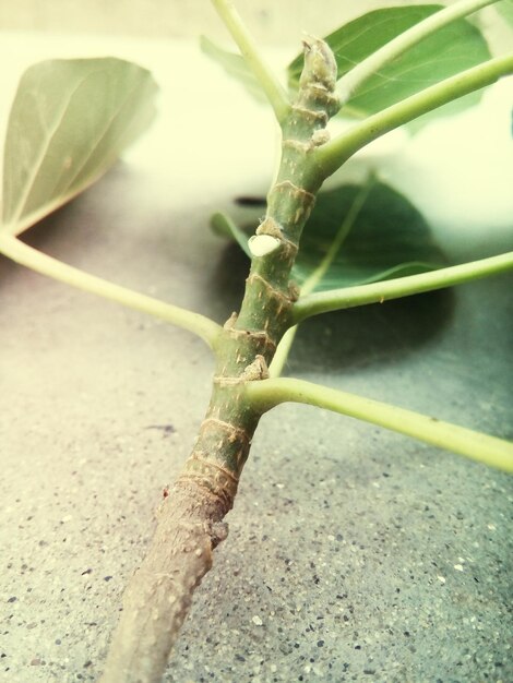 Foto primer plano de las hojas de las plantas.