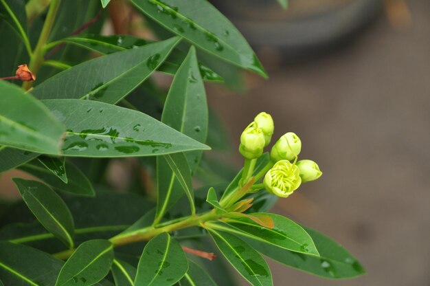 Foto primer plano de las hojas de las plantas