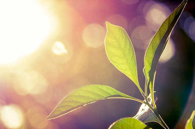 Foto primer plano de las hojas de las plantas