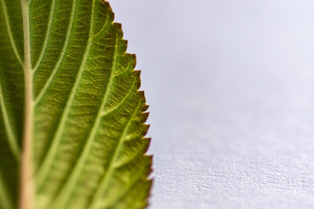 Foto primer plano de las hojas de las plantas