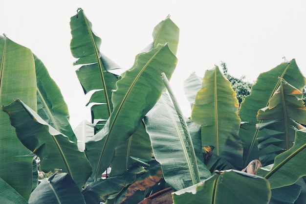 Primer plano de hojas de plátano contra un fondo blanco