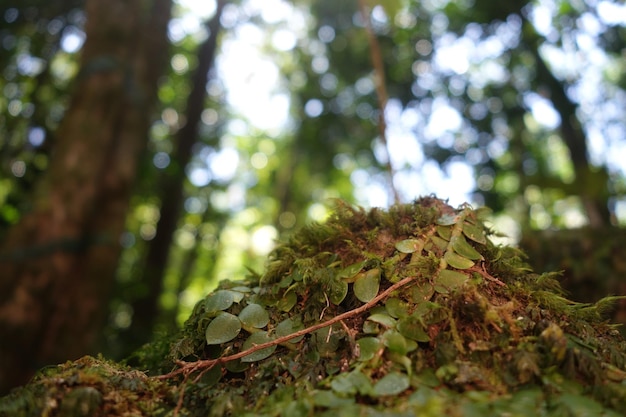 Primer plano de las hojas que crecen en el bosque