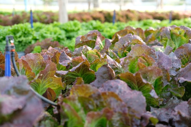 Primer plano de las hojas que crecen en el campo