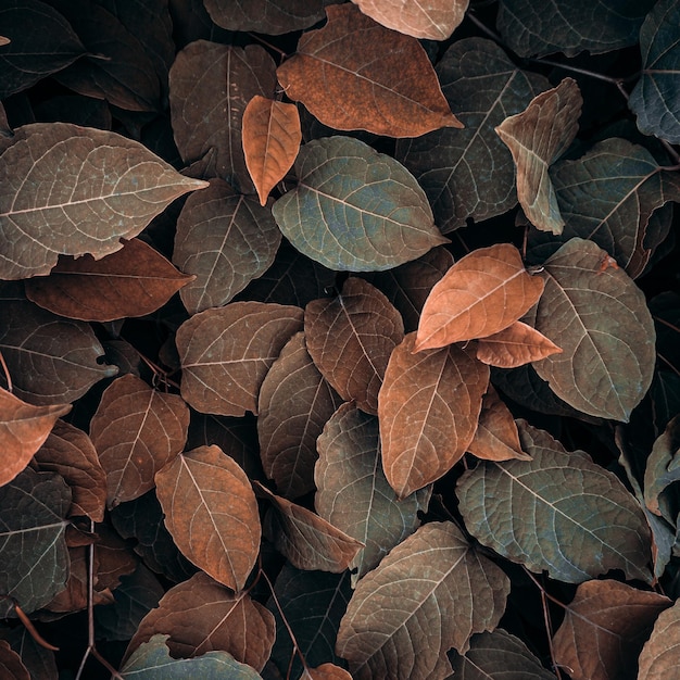 Un primer plano de las hojas que tienen la palabra caída sobre ellas