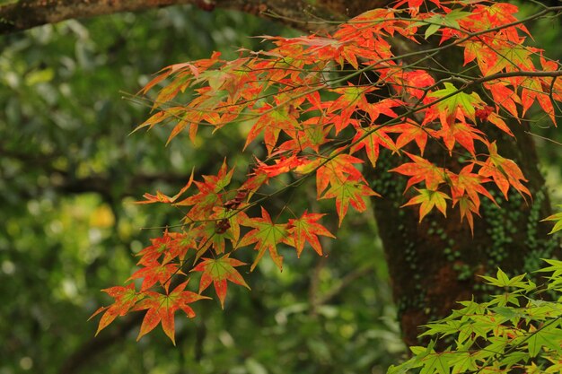 Primer plano de las hojas en la rama del árbol