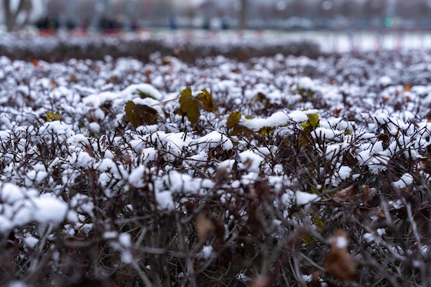 Primer plano de las hojas y ramas de un arbusto con una capa de nieve