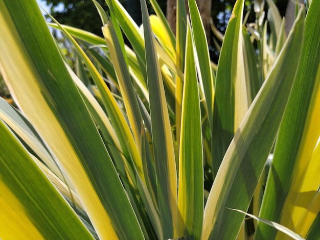 Primer plano de hojas rayadas de color verde amarillo Iris en el jardín Género de plantas de rizoma perenne de la familia Iris Hojas de rayas largas de color verde amarillo Fondo floral Jardinería