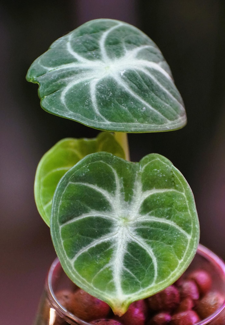 Foto un primer plano de las hojas redondas oscuras y las venas blancas de alocasia ninja
