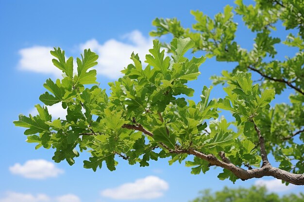 Un primer plano de las hojas de roble contra un cielo azul