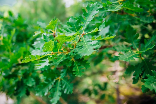 Primer plano de hojas de roble Ramas de árboles con hojas verdes frescas Fondo de primavera Parque o bosque