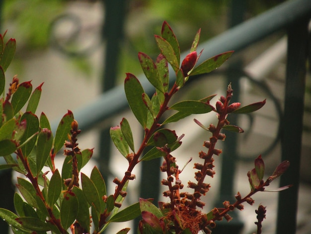 Foto primer plano de las hojas rojas en el árbol