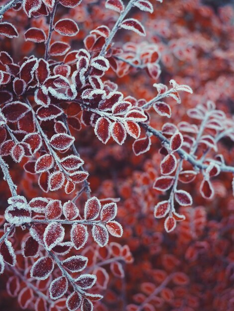 Foto primer plano de las hojas rojas en el árbol