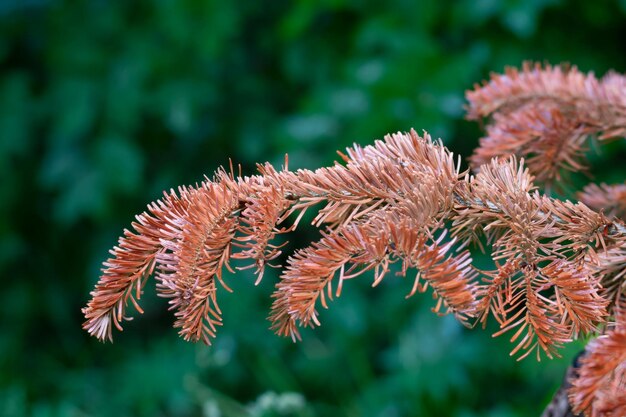 Foto primer plano de las hojas rojas en el árbol