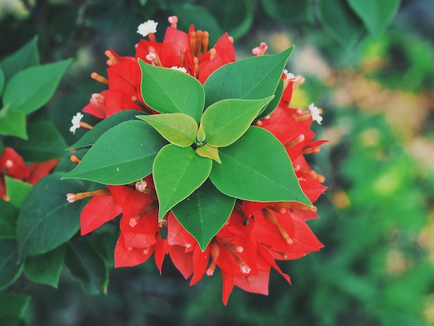 Foto primer plano de las hojas rojas de la planta