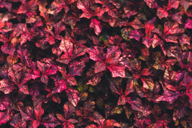 Foto primer plano de hojas rojas en tonos oscuros como fondo natural utilizando como fondo de pantalla y concepto de portada