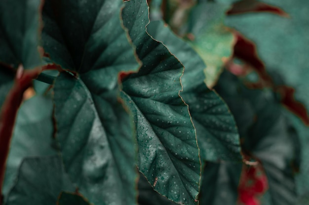 Foto primer plano de hojas rojas y verdes