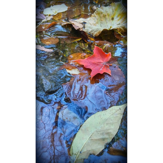 Foto primer plano de las hojas rojas