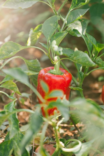 Foto primer plano de las hojas rojas