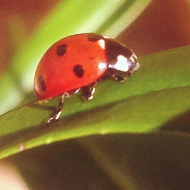 Foto primer plano de las hojas rojas