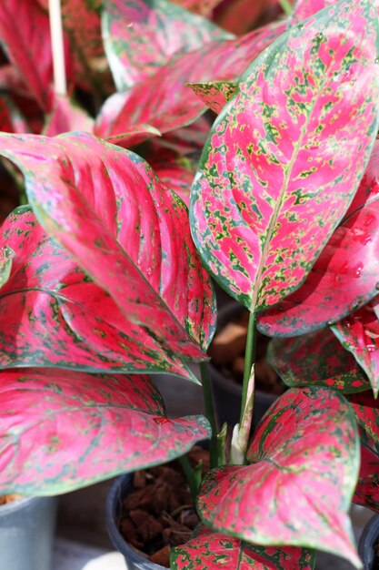 Foto primer plano de las hojas rosadas de la planta