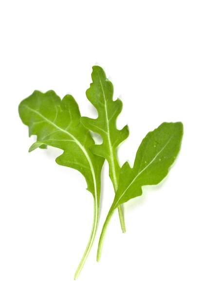 Primer plano de hojas de rucola verdes frescas contra un fondo blanco