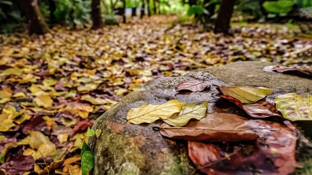 Primer plano de hojas secas en un árbol caído.