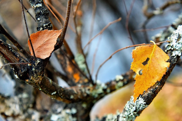 Foto primer plano de las hojas secas en el árbol durante el otoño