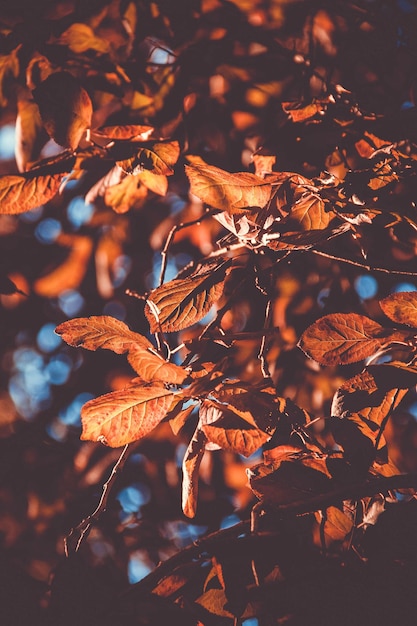 Primer plano de las hojas secas en el árbol