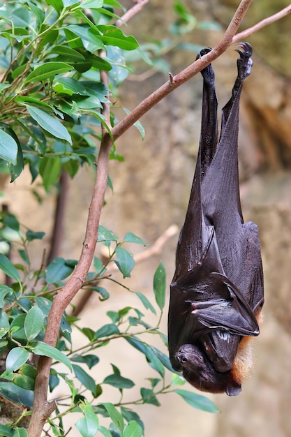 Primer plano de hojas secas colgando de una rama