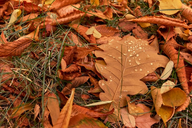 Primer plano de hojas secas de color marrón en el suelo caído en otoño con gotas de agua y verde