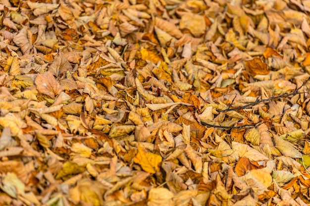 Primer plano de hojas secas de color naranja a la luz del sol. Fondo de hojas de otoño.