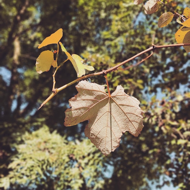 Primer plano de hojas secas de otoño en una rama de árbol