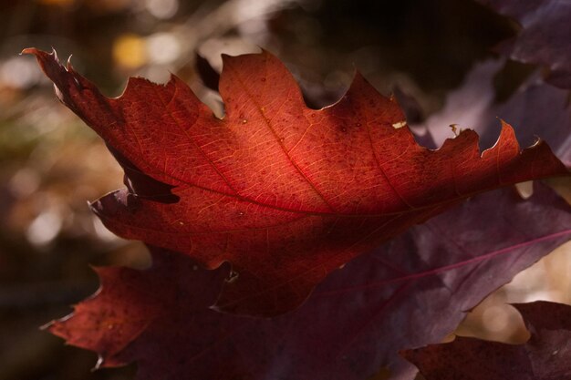 Primer plano de las hojas secas de otoño