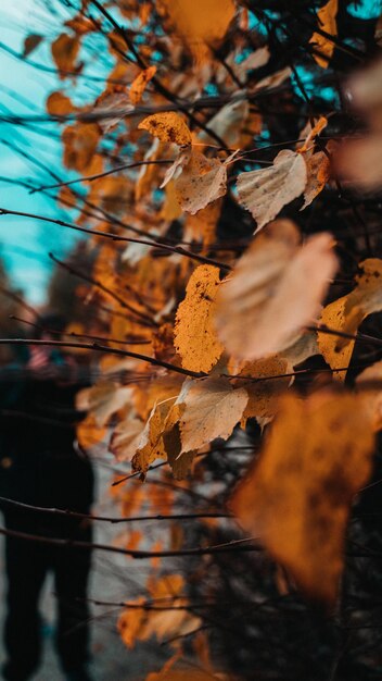 Primer plano de las hojas secas de otoño