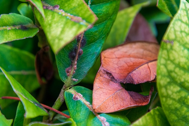 Primer plano de las hojas secas de la planta